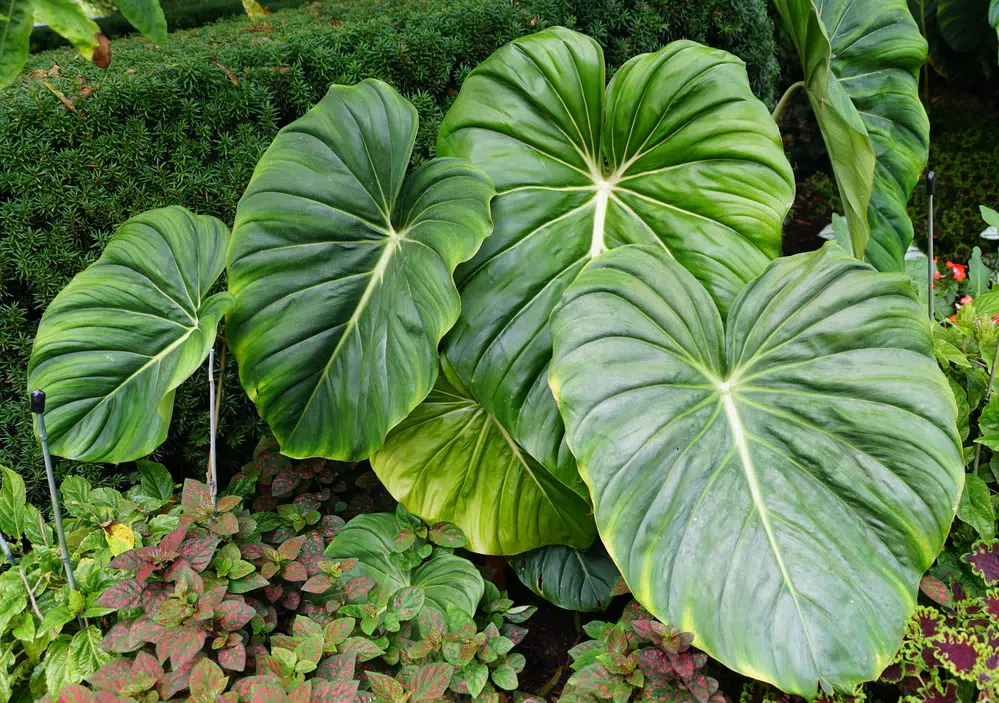 Dean McDowell Plant