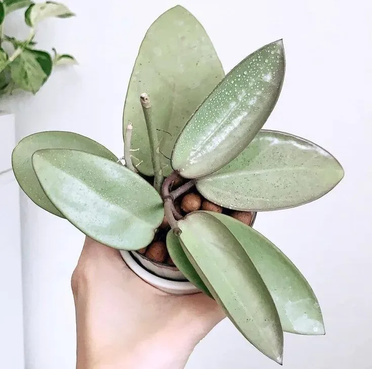 hoya silver dollar care
