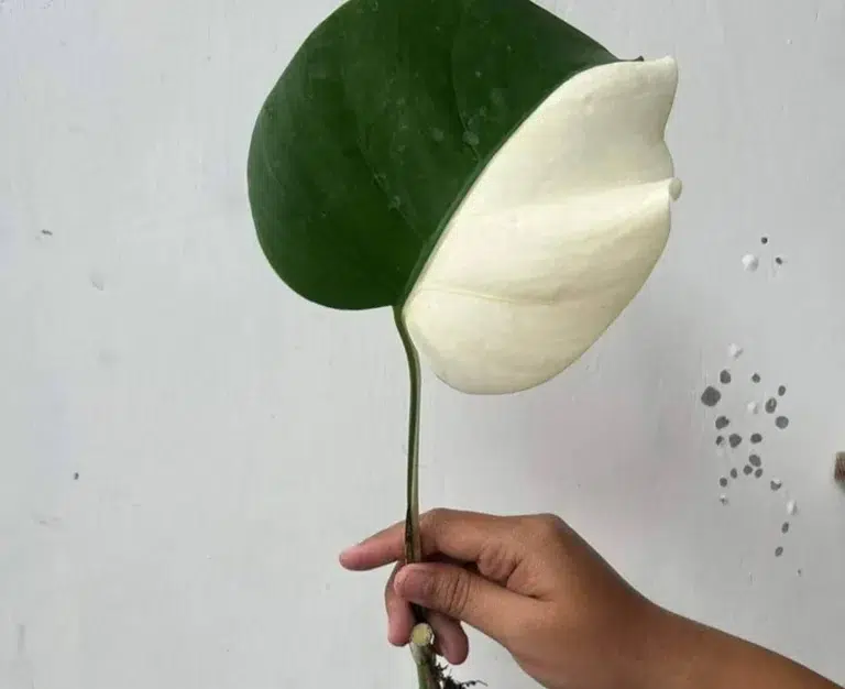 monstera Halfmoon