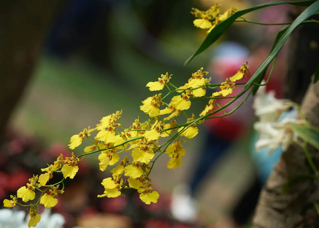 Flowers That Start with O