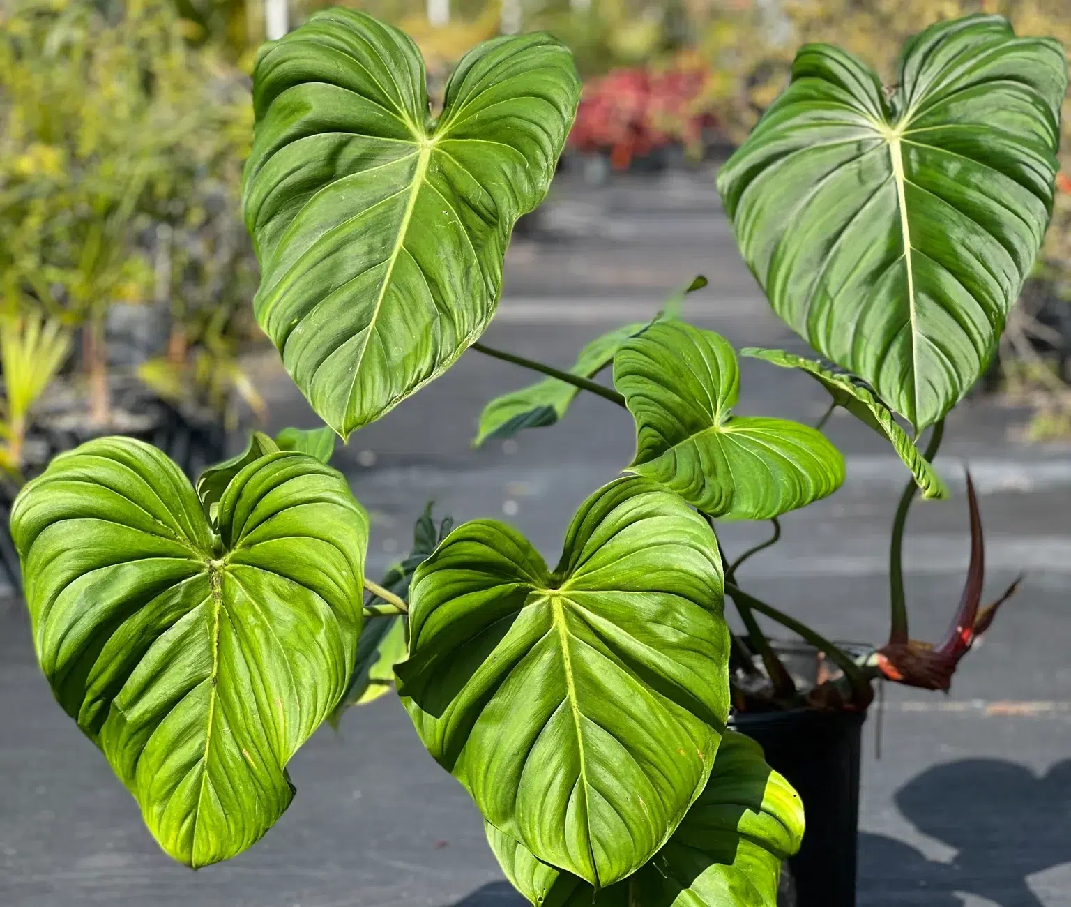 Dean McDowell Plant A Guide To Growing And Caring For This Rare dean-mcdowell-plant-a-guide-to-growing-and-caring-for-this-rare