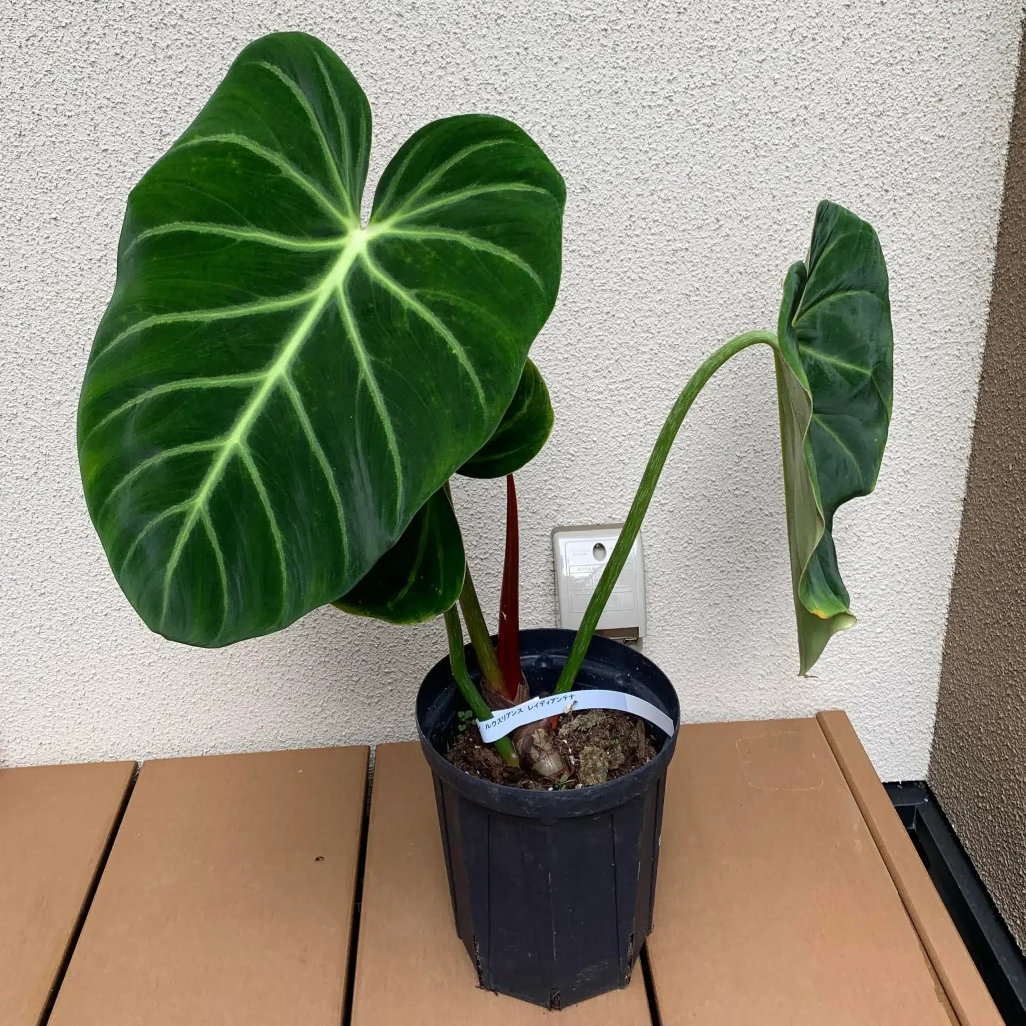 Philodendron luxurians