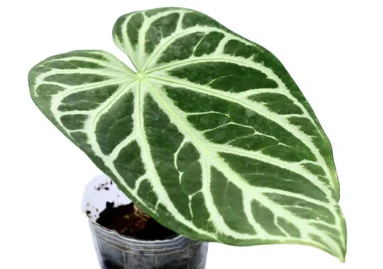 Anthurium Magnificum Silver