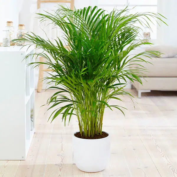 Indoor Plants for Allergies and Asthma