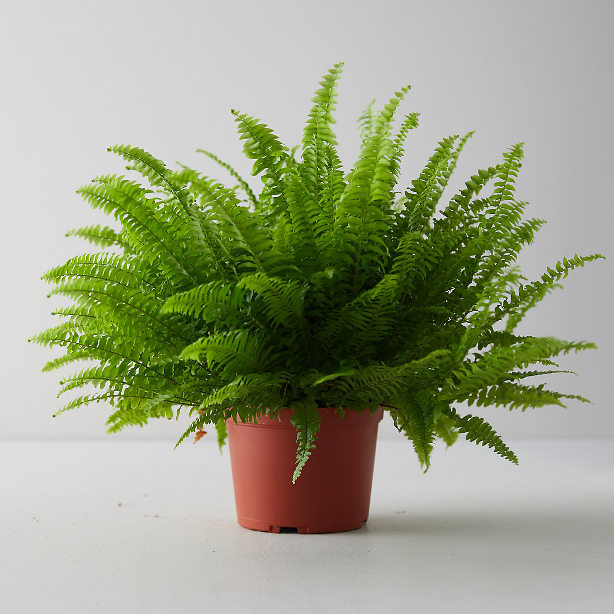 Boston ferns