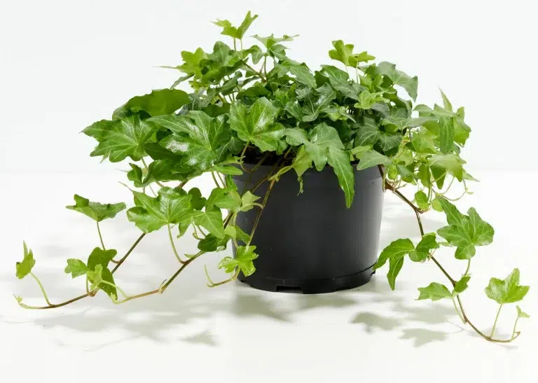 Best Indoor Plants for Allergies and Asthma