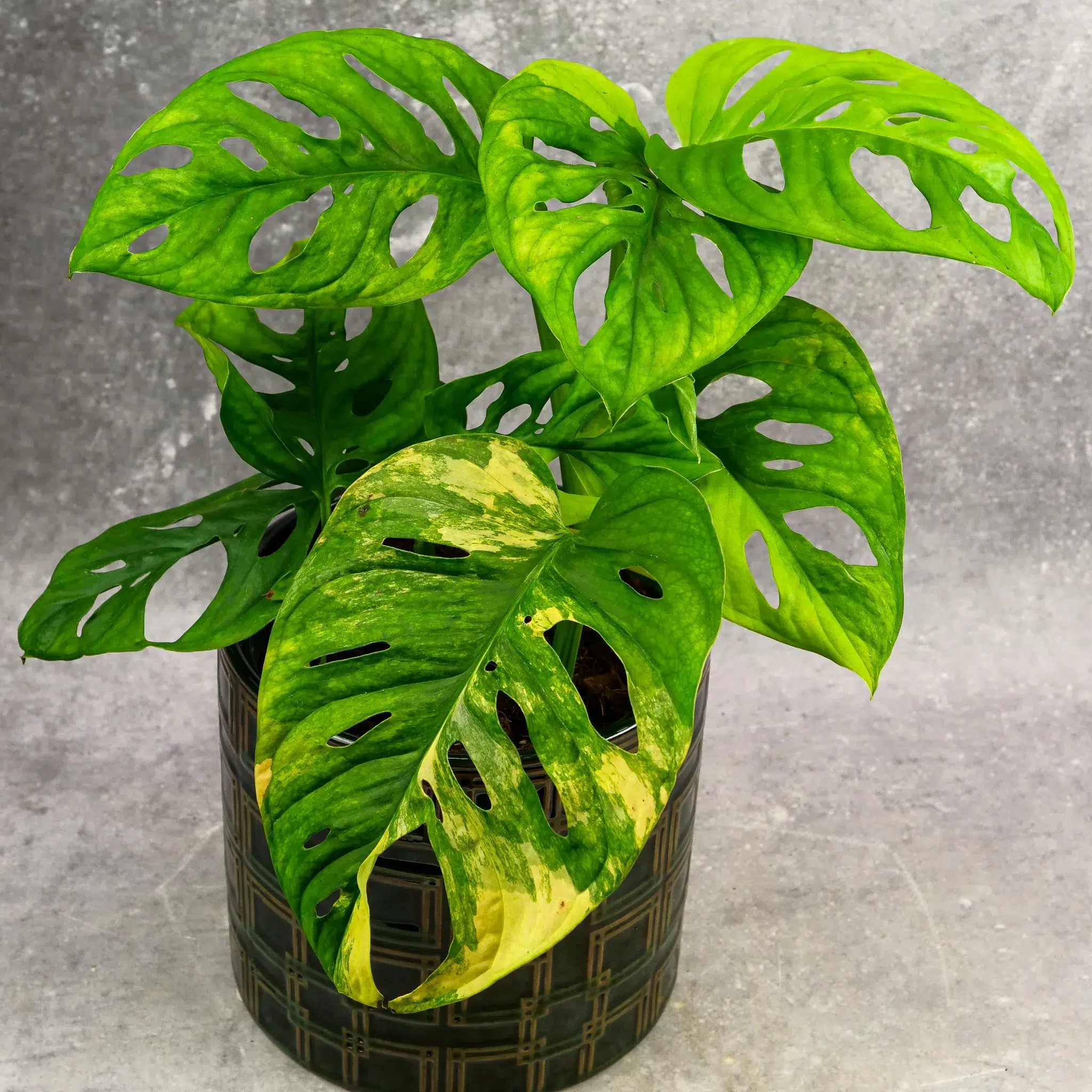 Monstera Aurea