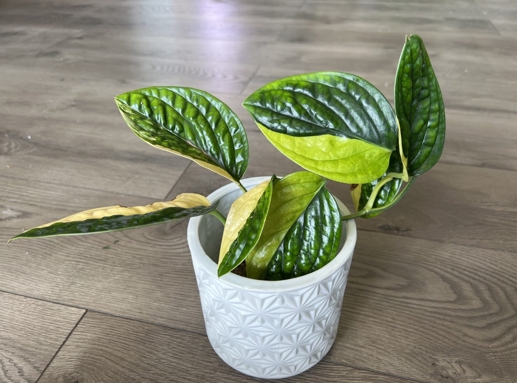 Monstera Peru Variegated