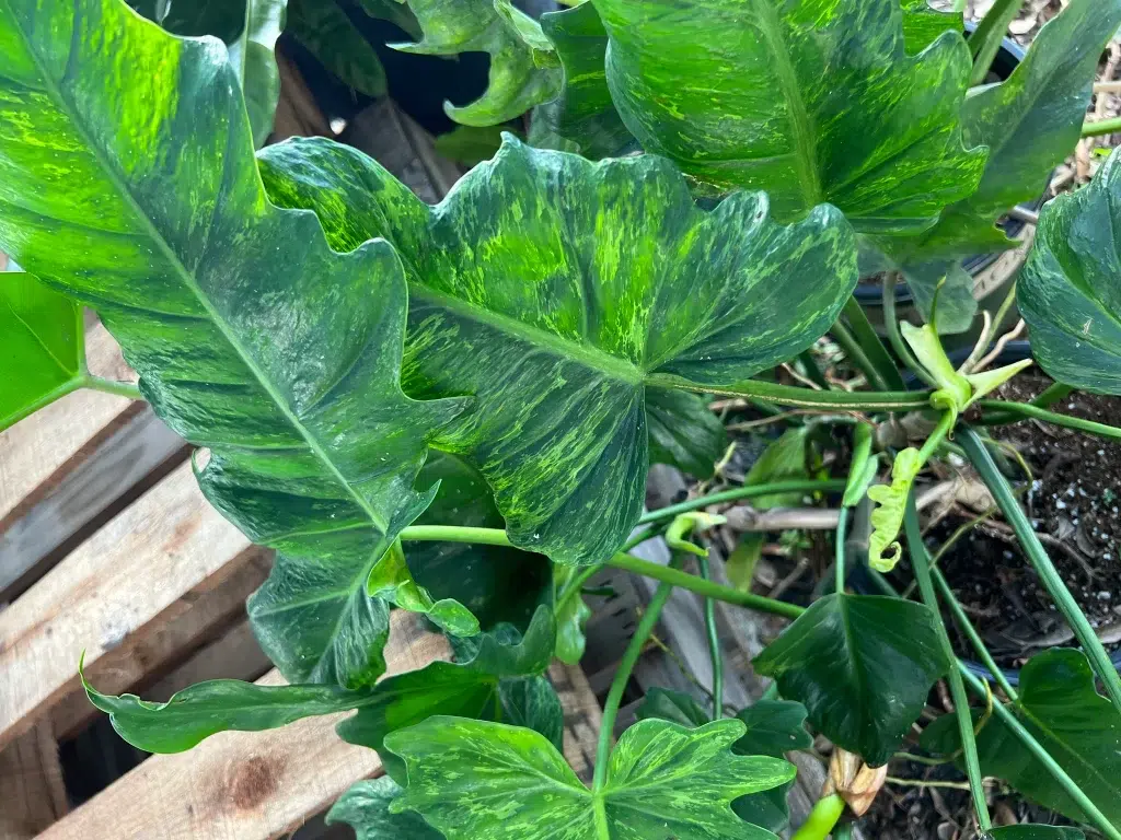 Mottled Dragon Philodendron