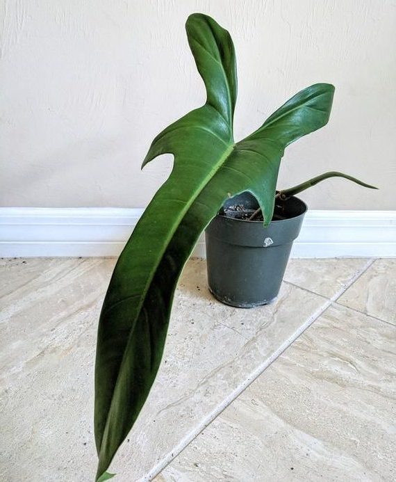 Philodendron Jerry Horne