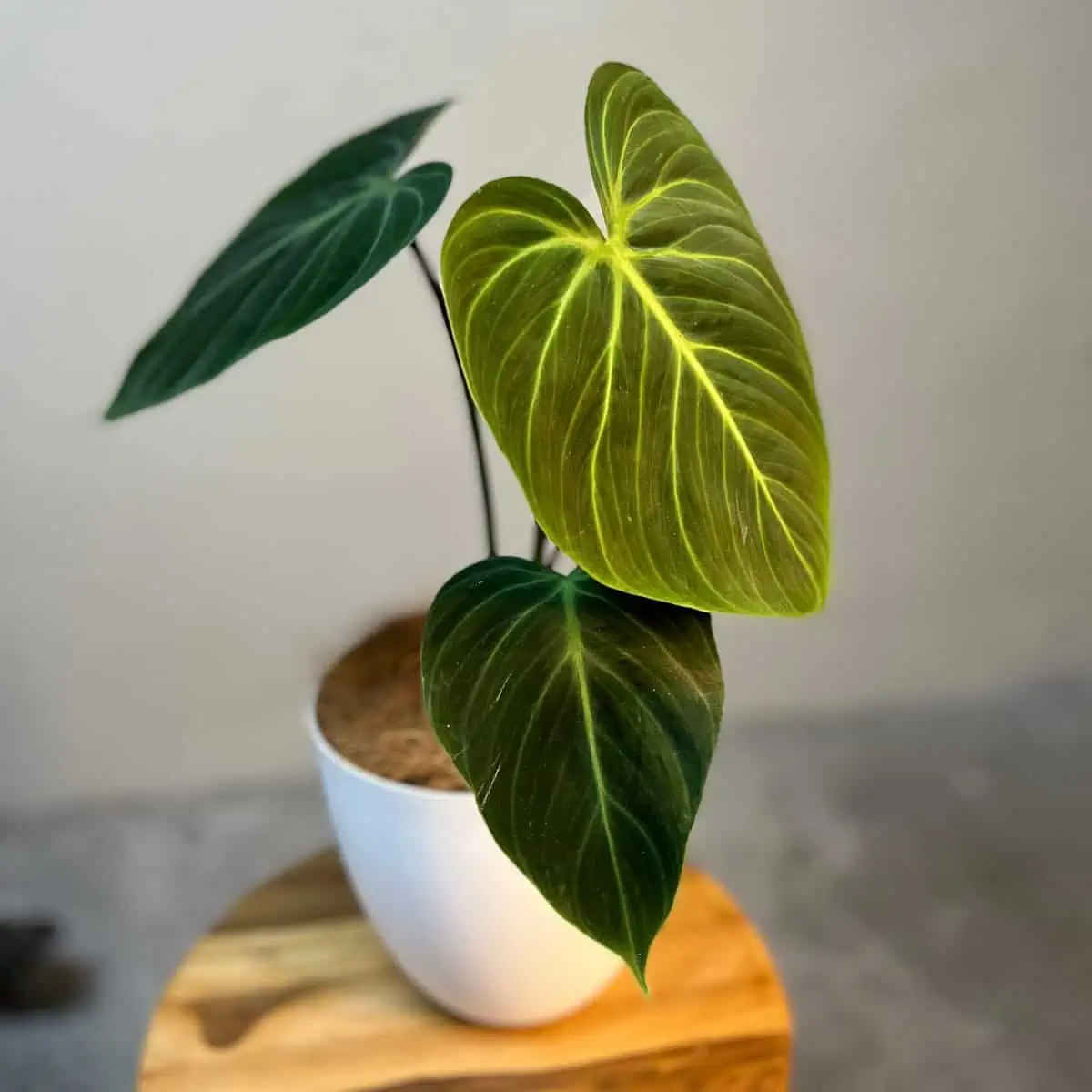 Philodendron Rubrijuvenilum El Choco Red