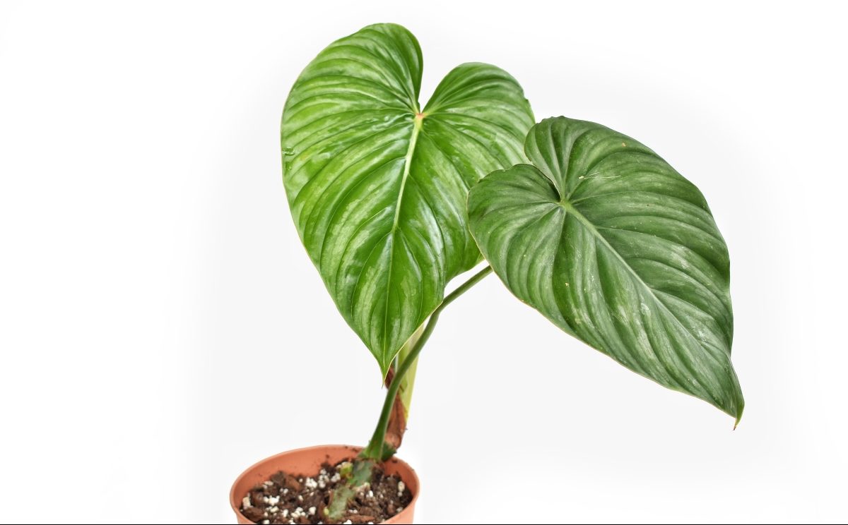 lancifolia plant 6" Calathea Lancifolia Rattlesnake  Viridian Plant Co