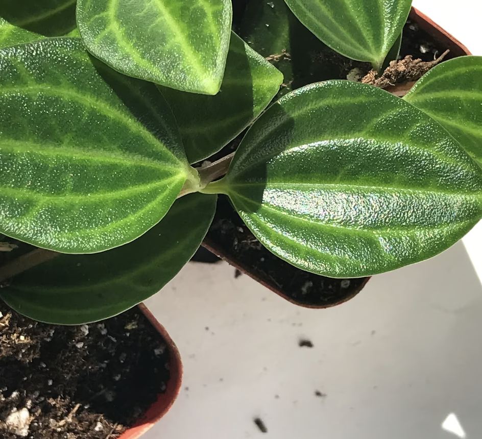 Peperomia Funky Frog