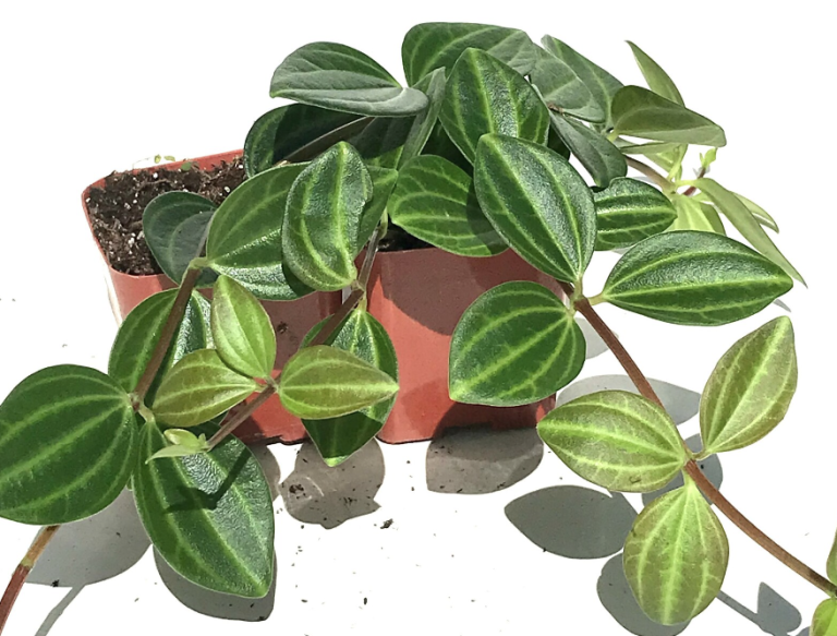 Peperomia Funky Frog