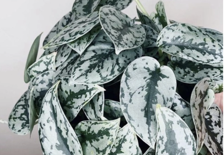 Scindapsus Silver Cloud