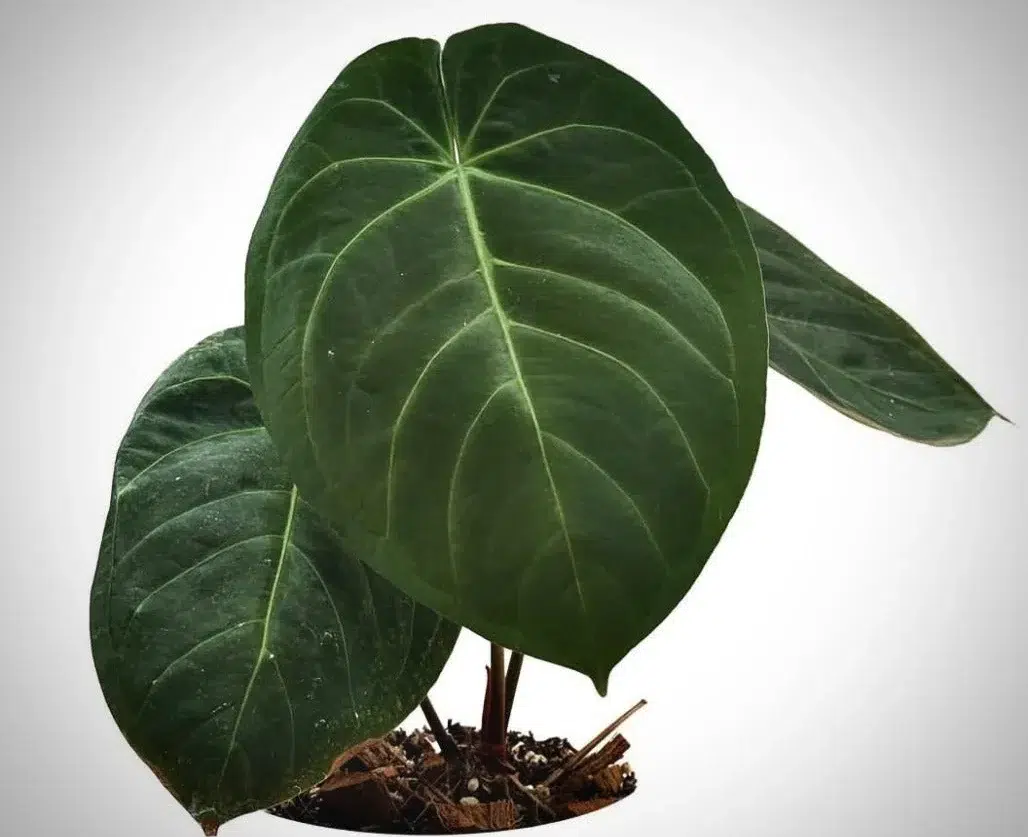 anthurium hoffmannii PLANT