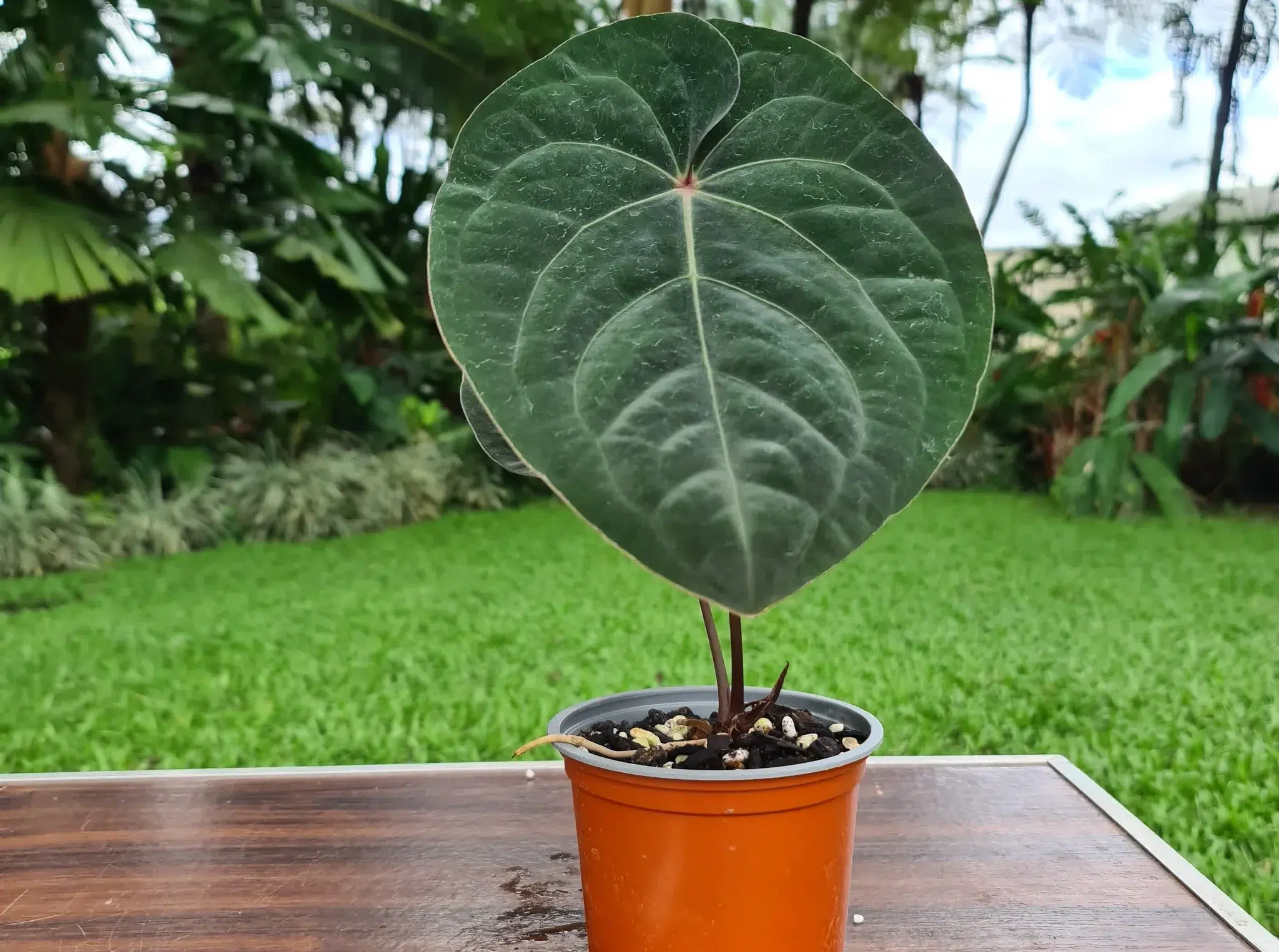 anthurium hoffmannii plant