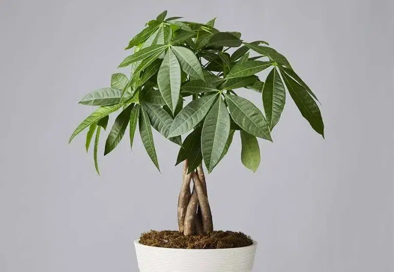 money tree drooping leaves