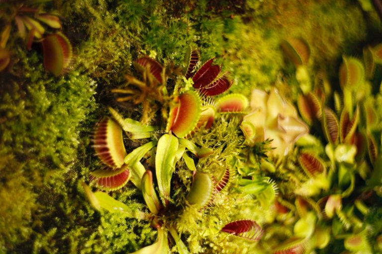 Venus Fly Trap
