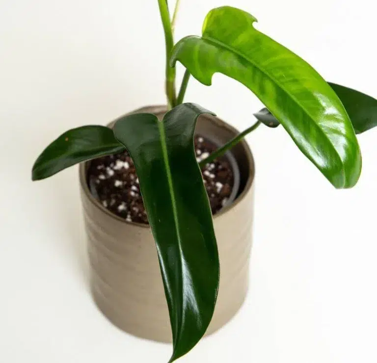 Philodendron Jerry Horne