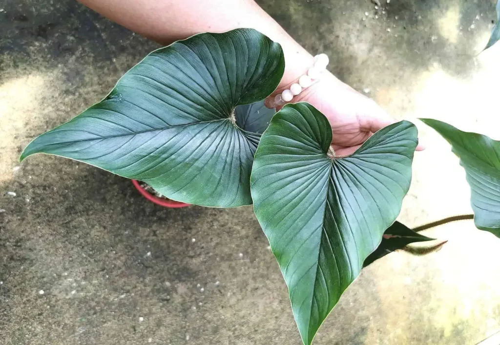 Philodendron Squamicaule Dark
