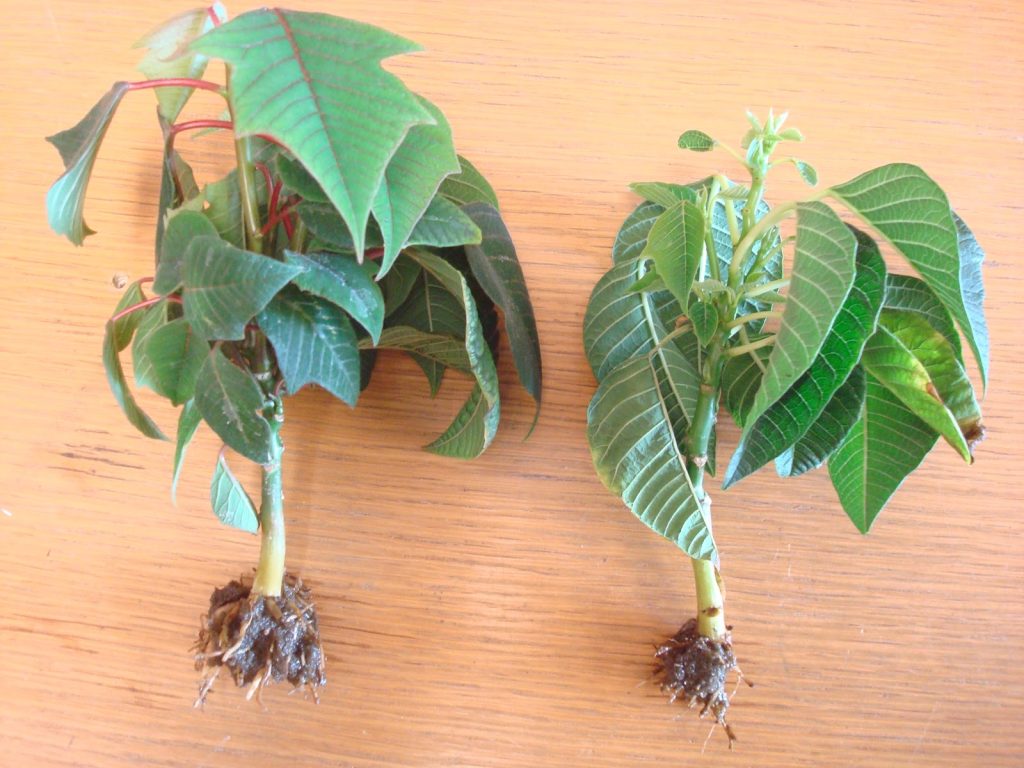 how to treat root rot