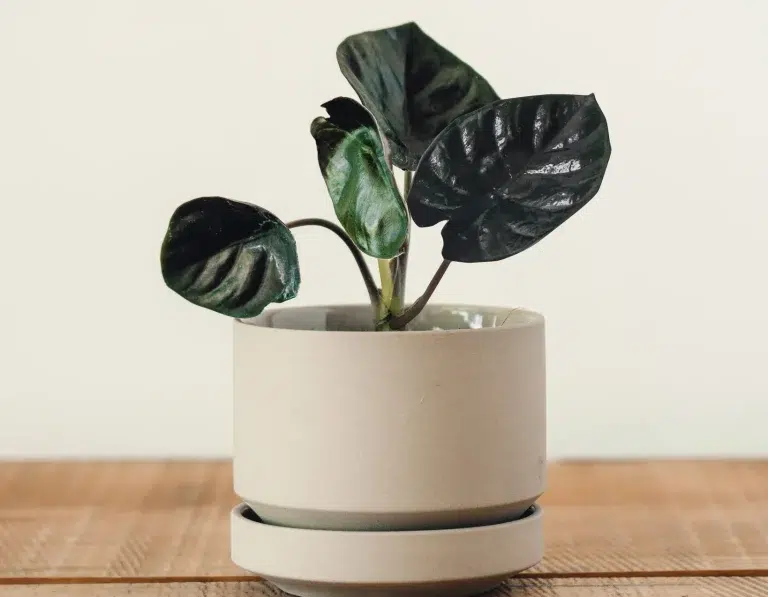 Alocasia Black Panther