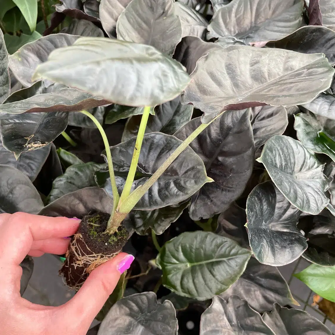 Alocasia Black Panther