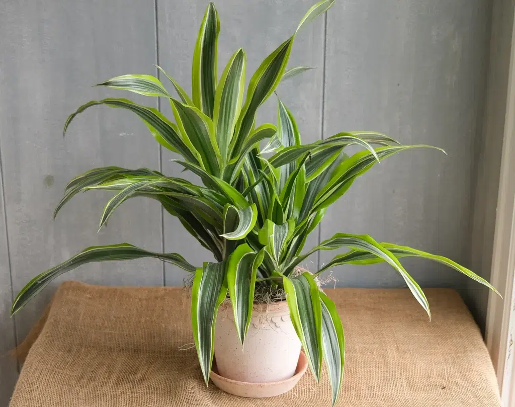 dracaena plants benefits