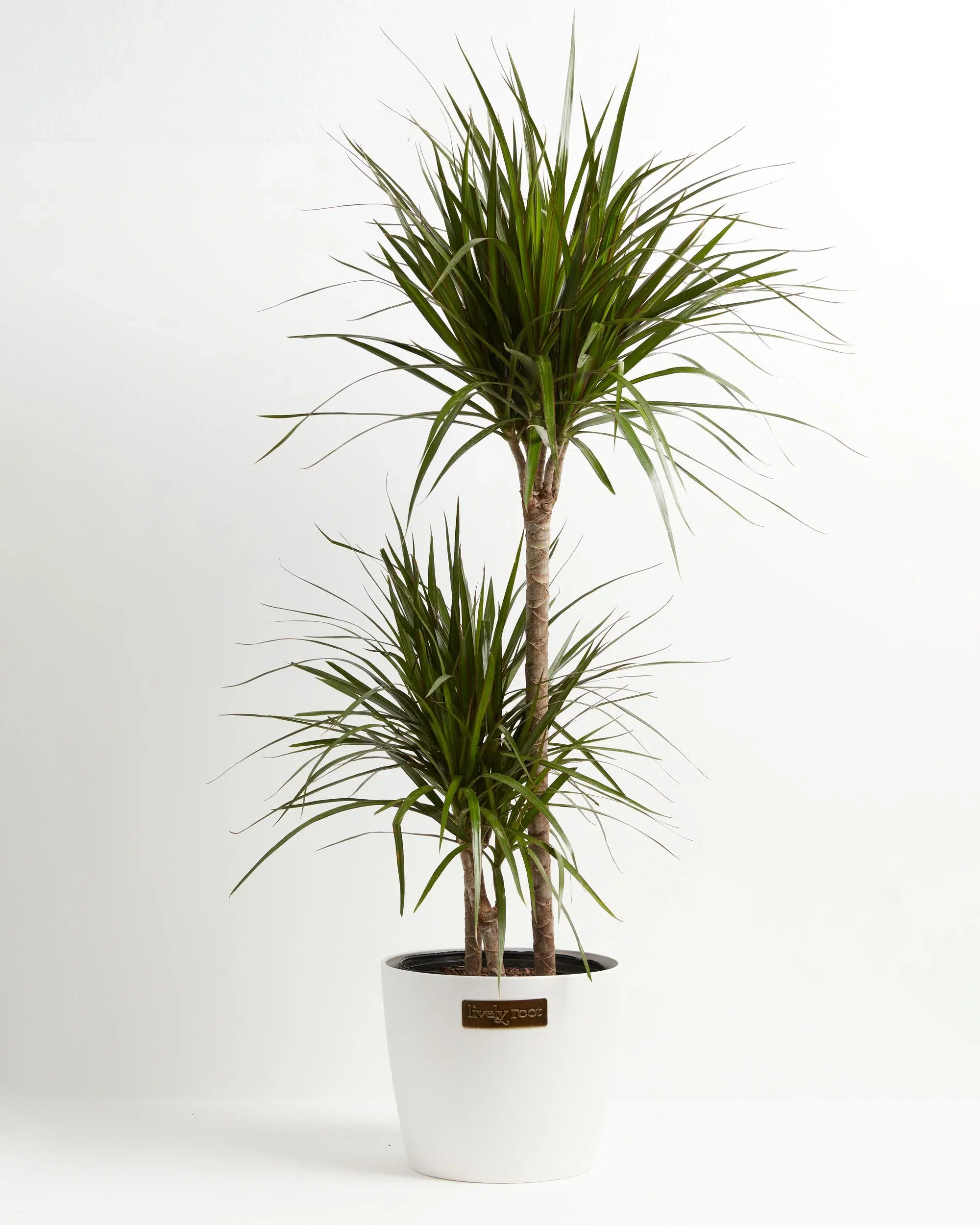 dracaena plants benefits