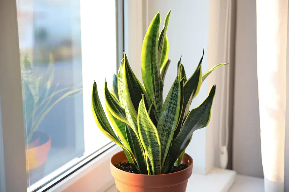 dracaena plants benefits
