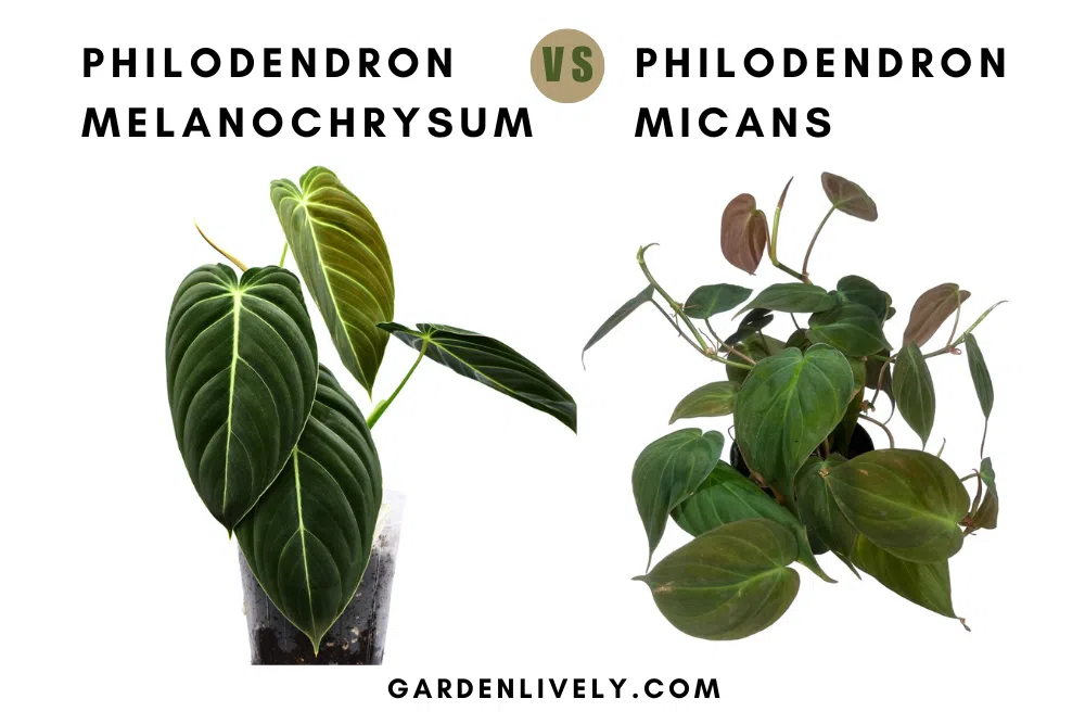 Philodendron Melanochrysum vs Micans