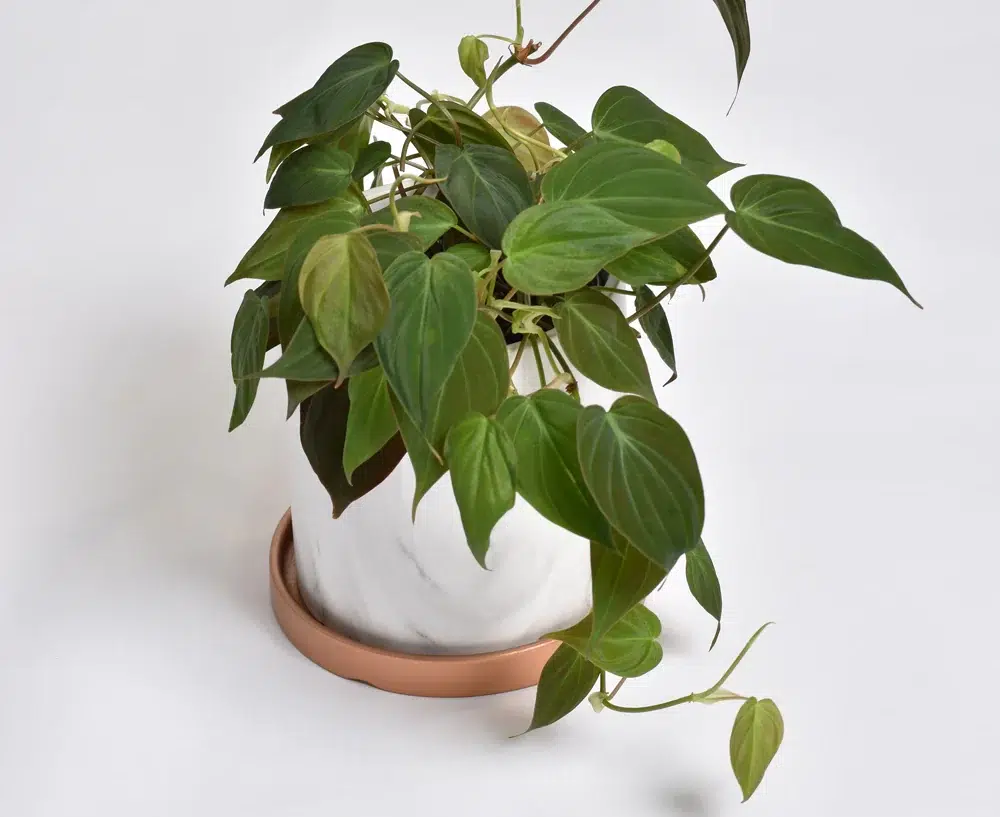 Philodendron Mican