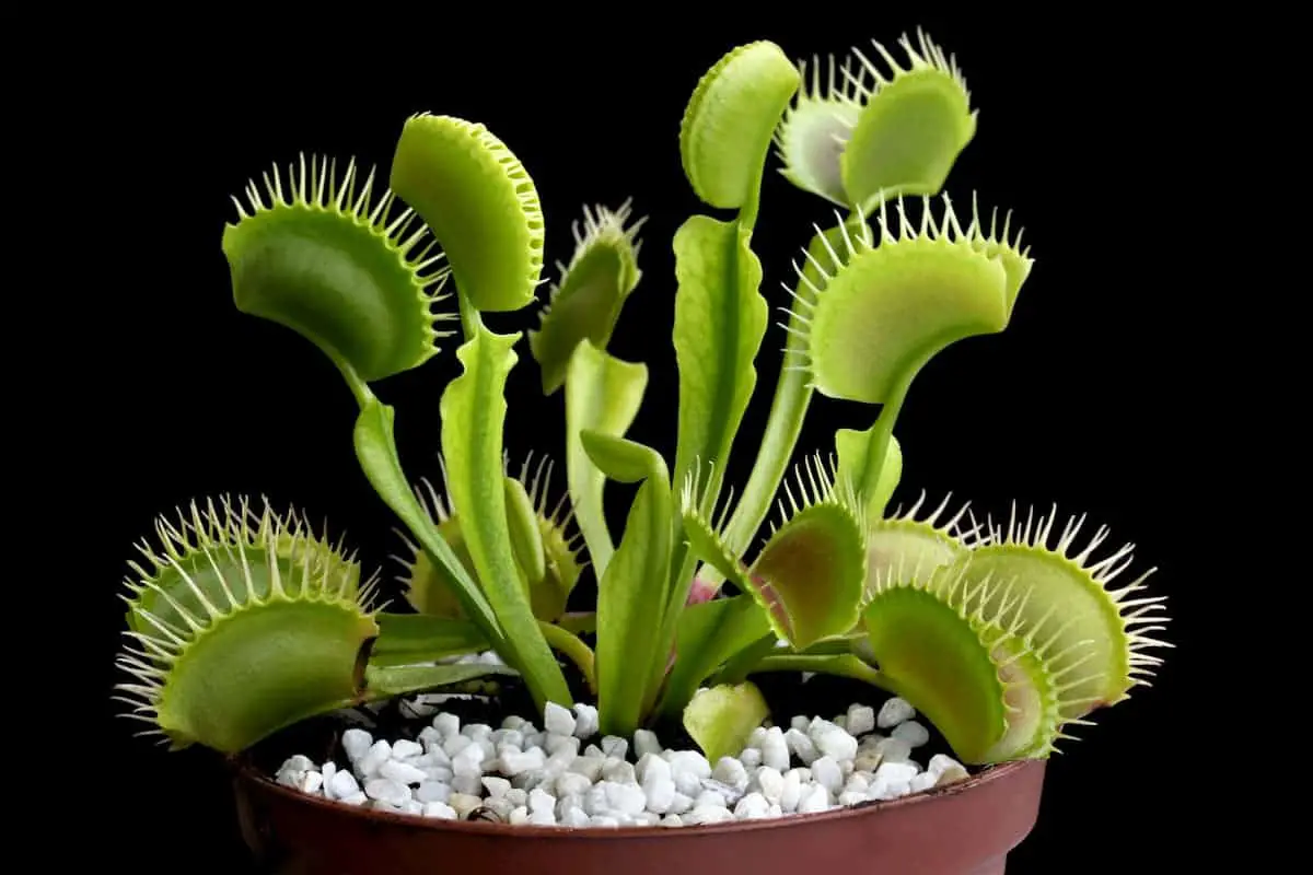 Why wont my venus fly trap close