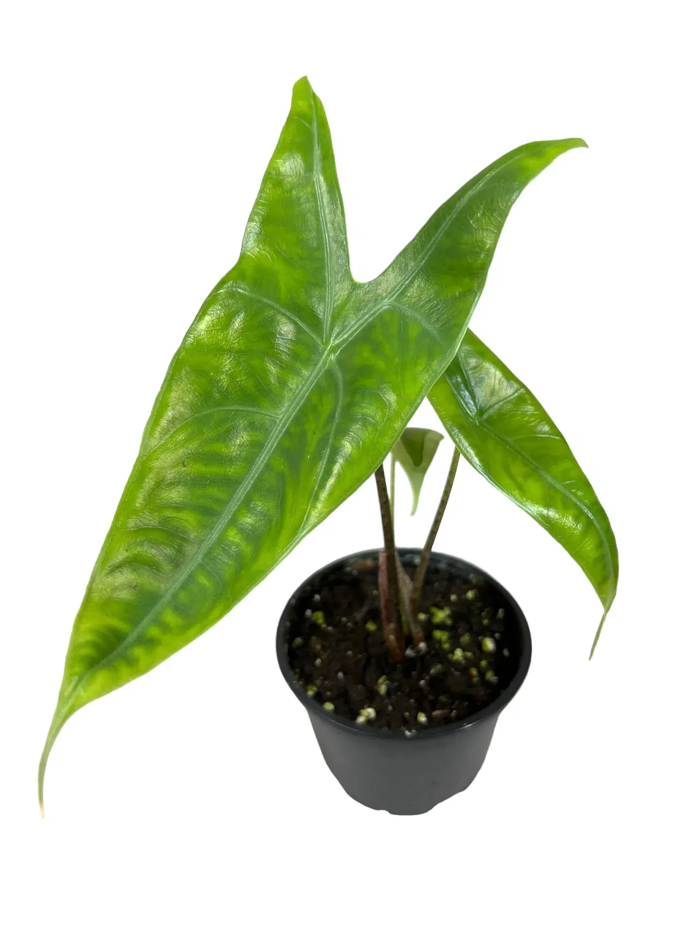 Alocasia Zebrina Reticulata