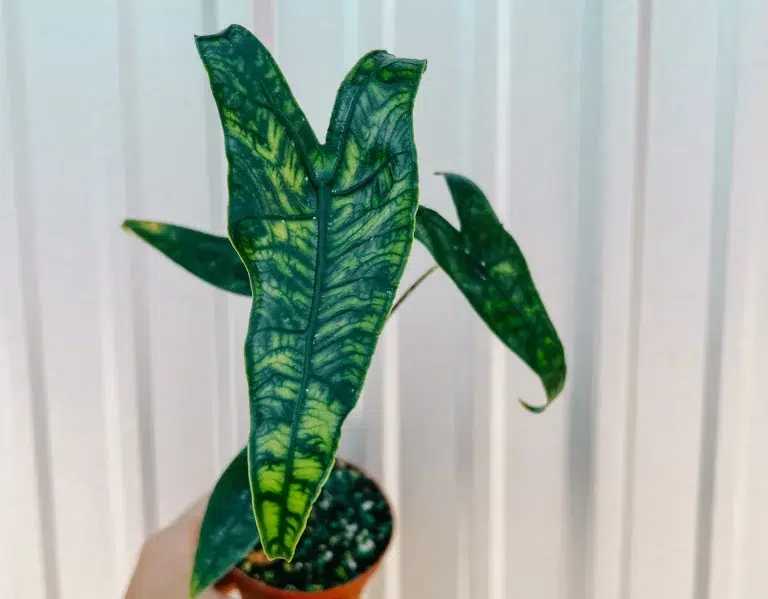 Alocasia Zebrina Reticulata