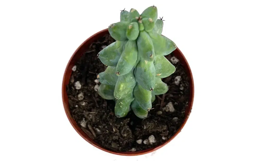 boobie cactus plant
