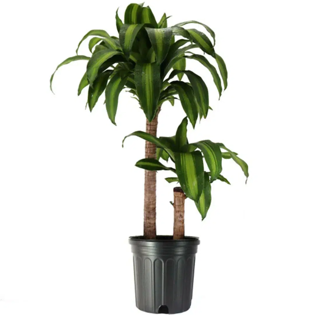 dracaena plants benefits