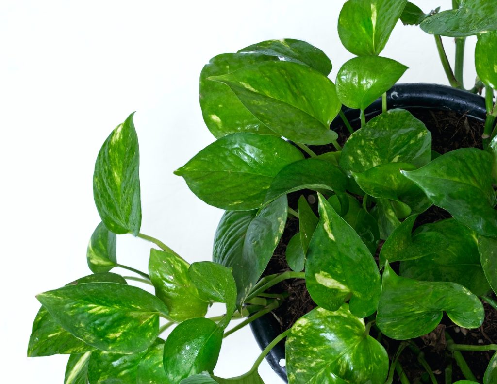 benefits of pothos plant