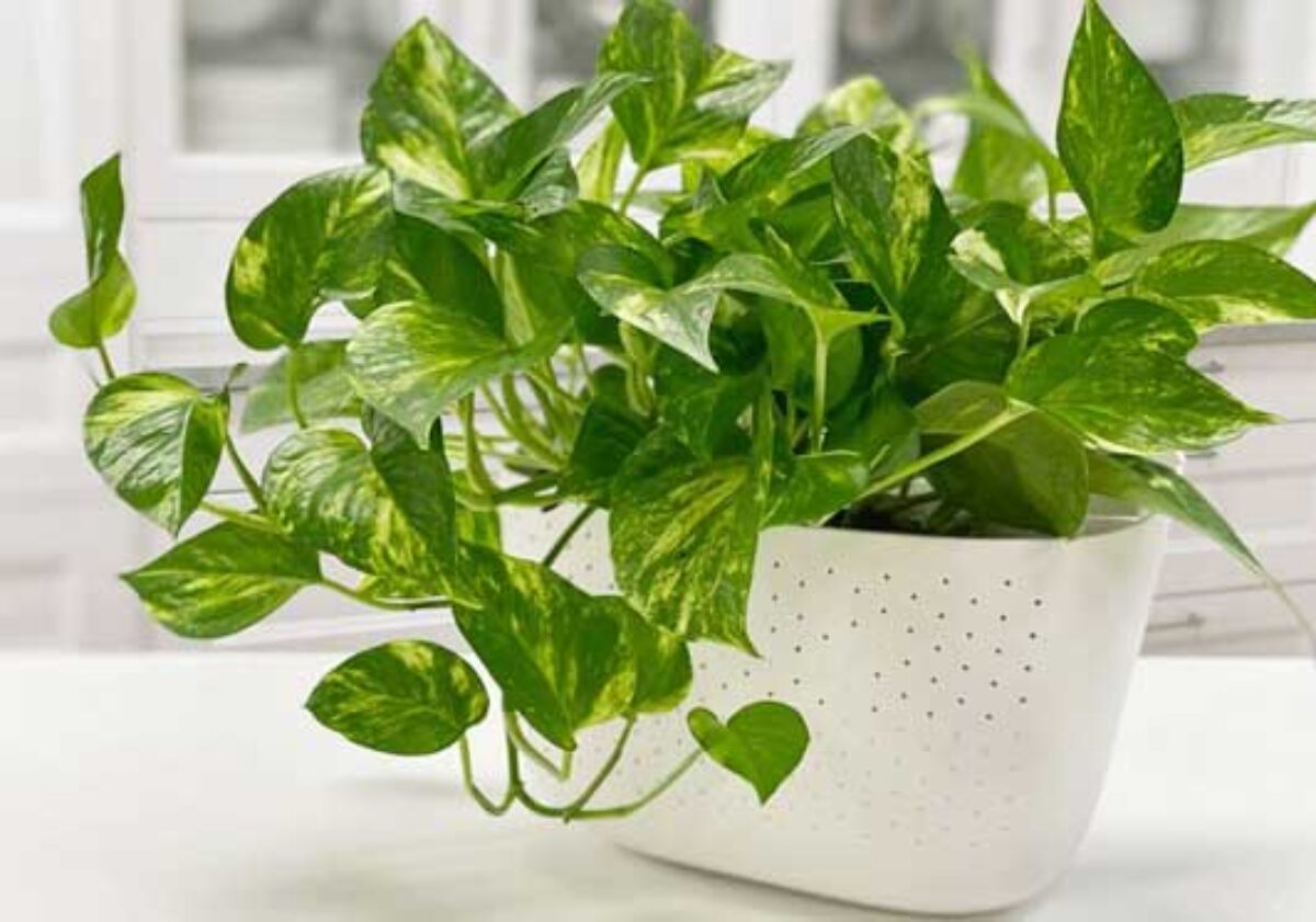 benefits of pothos plant