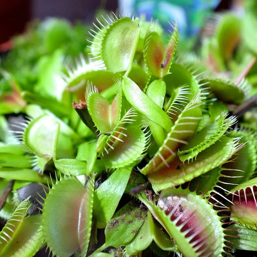 why wont my venus fly trap close