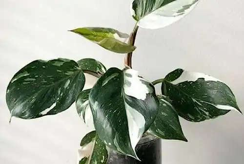 Rare Philodendron White Knight Plant -3 Inch Pot