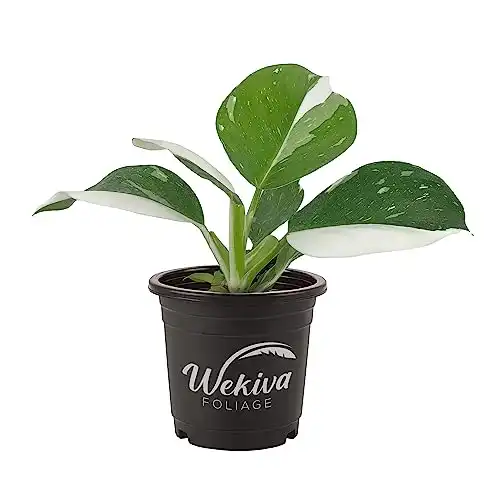 White Wizard Philodendron -Rare Indoor Houseplant