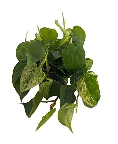 Rare Variegated Heart Leaf Philodendron 6" Pot