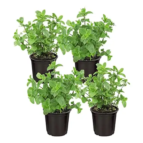 Live Aromatic and Edible Herb Mint (4 Per Pack)