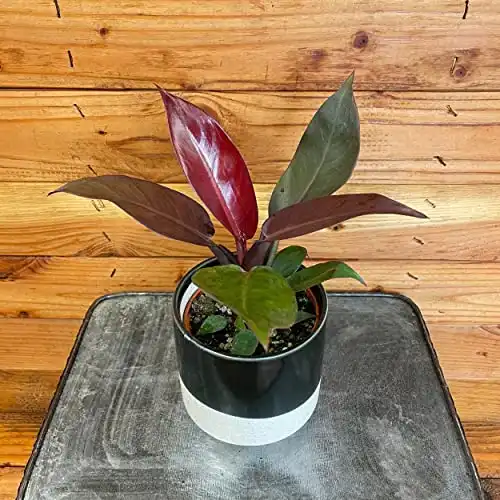 Philodendron Sun Red, 4" Plant
