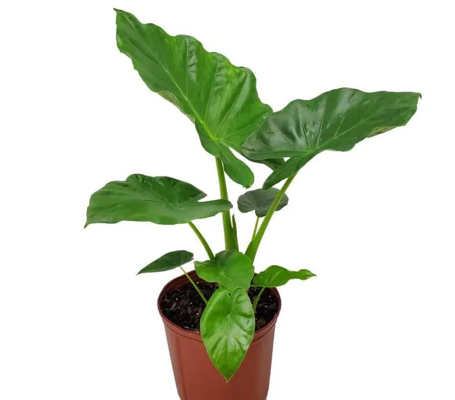 Alocasia Borneo Giant care