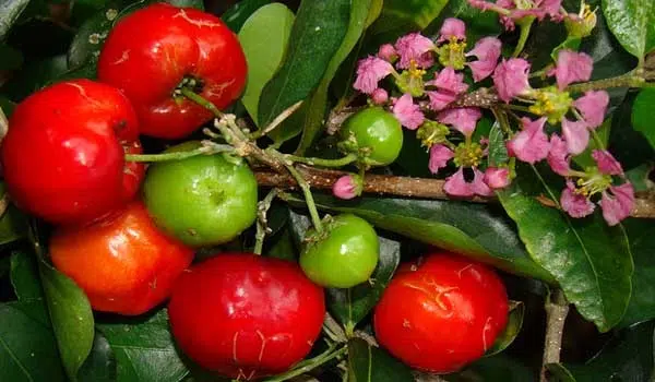 Barbados Cherry