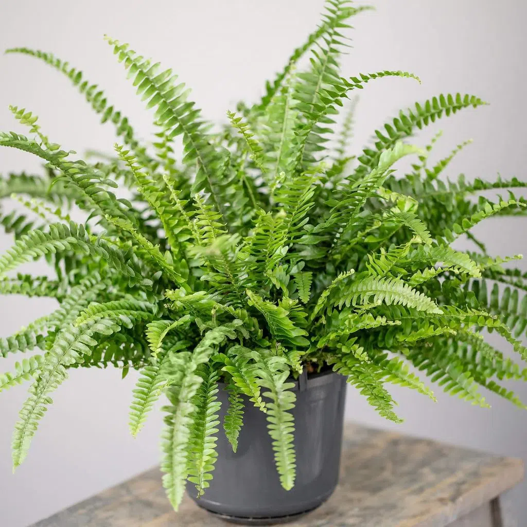 Emerald Queen Fern