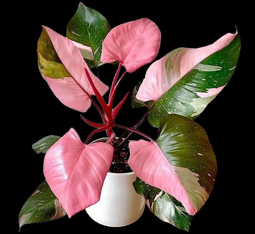 how to get more pink in pink princess philodendron